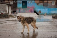  CHIEDI ALLA TV ITALIANA DI FARE DEI SERVIZI SULLA STRAGE DI CANI IN ROMANIA!